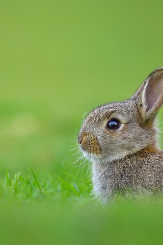 Обои трава, кролик, заяц, grass, rabbit, hare разрешение 1920x1200 Загрузить