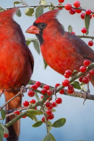 Обои ветки, птицы, парочка, ягоды, красный кардинал, кардиналы, branches, birds, a couple, berries, red cardinal, the cardinals разрешение 1920x1200 Загрузить