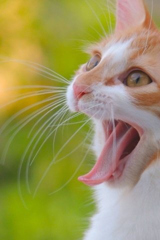 Обои кот, мордочка, усы, кошка, взгляд, котенок, язык, cat, muzzle, mustache, look, kitty, language разрешение 1920x1200 Загрузить