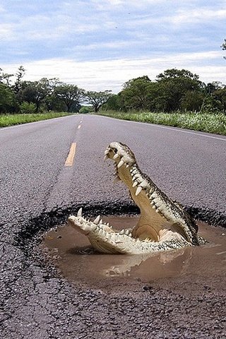 Обои дорога, ситуация, крокодил, ситуэйшен, road, the situation, crocodile, situeyshen разрешение 1920x1200 Загрузить