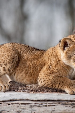 Обои взгляд, кошки, лев, львёнок, детеныш, дикие, look, cats, leo, lion, cub, wild разрешение 2048x1409 Загрузить