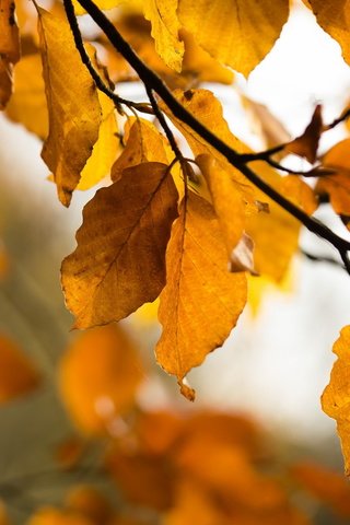 Обои природа, листья, осень, nature, leaves, autumn разрешение 2047x1334 Загрузить
