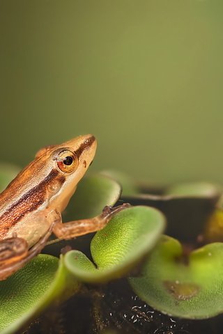 Обои природа, макро, лягушка, растение, зеленые листья, лягуха, на природе, nature, macro, frog, plant, green leaves разрешение 1920x1280 Загрузить