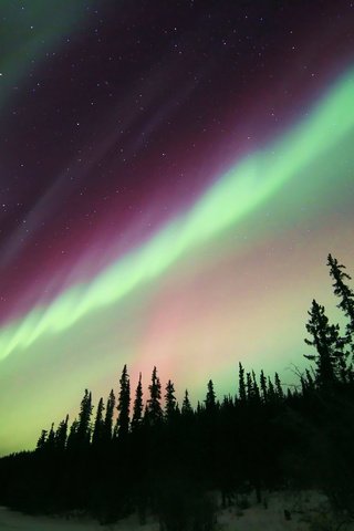 Обои небо, деревья, огни, природа, звезды, северное сияние, силуэты, aurora borealis, the sky, trees, lights, nature, stars, northern lights, silhouettes разрешение 2048x1365 Загрузить