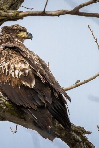 Обои хищник, птица, молодой, белоголовый орлан, predator, bird, young, bald eagle разрешение 2048x1365 Загрузить
