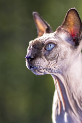 Обои глаза, фон, кот, взгляд, сфинкс, eyes, background, cat, look, sphinx разрешение 3754x2502 Загрузить