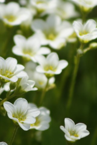 Обои цветы, лето, белые, flowers, summer, white разрешение 3888x2592 Загрузить