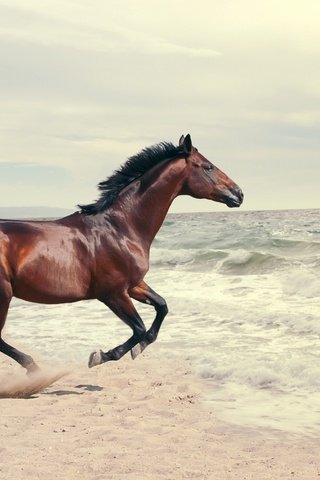 Обои лошадь, вода, берег, волны, море, конь, скачет, коричневый, horse, water, shore, wave, sea, jump, brown разрешение 2880x1941 Загрузить