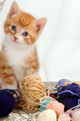 Обои кошка, котенок, рыжий котенок, пряжа, cat, kitty, ginger kitten, yarn разрешение 1920x1080 Загрузить