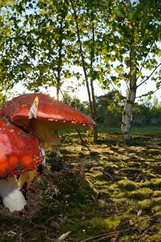 Обои природа, осень, грибы, nature, autumn, mushrooms разрешение 2048x1289 Загрузить
