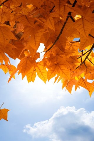 Обои небо, листья, осень, клен, опадают, осен,  листья, the sky, leaves, autumn, maple, fall разрешение 4250x2833 Загрузить