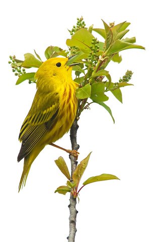 Обои листья, птица, растение, жёлтая, камышевка, leaves, bird, plant, yellow, warbler разрешение 2048x1194 Загрузить