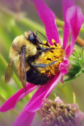 Обои макро, насекомое, цветок, шмель, macro, insect, flower, bumblebee разрешение 3128x2346 Загрузить