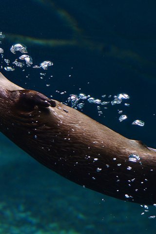 Обои вода, выдра, животно е, water, otter, animals разрешение 2048x1368 Загрузить
