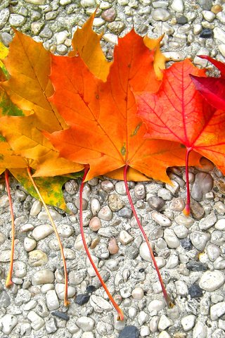 Обои камни, листья, осень, радуга, клен, stones, leaves, autumn, rainbow, maple разрешение 2968x1524 Загрузить