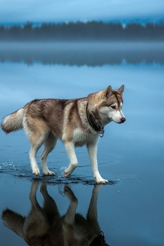 Обои вода, природа, собака, хаски, шаги, water, nature, dog, husky, steps разрешение 1920x1200 Загрузить