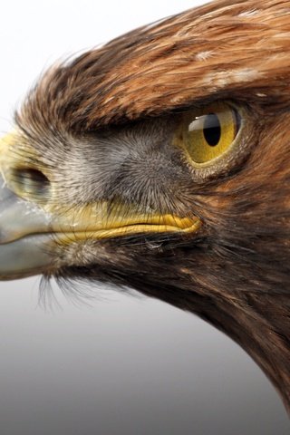 Обои хищник, птица, клюв, голова, золотой орел, predator, bird, beak, head, golden eagle разрешение 2560x1600 Загрузить