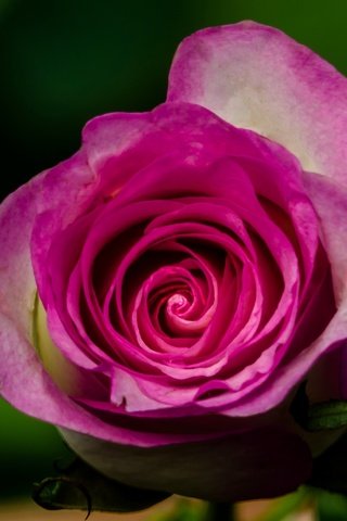 Обои природа, макро, цветок, роза, nature, macro, flower, rose разрешение 2560x1695 Загрузить