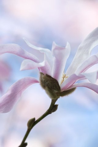 Обои цветы, дерево, весна, магнолия, flowers, tree, spring, magnolia разрешение 2048x1365 Загрузить