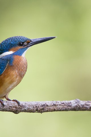 Обои ветка, птица, зимородок, branch, bird, kingfisher разрешение 1920x1280 Загрузить