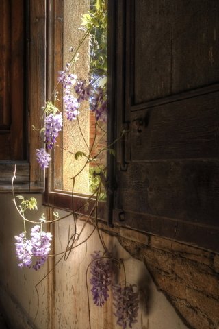 Обои цветы, окно, ставни, flowers, window, shutters разрешение 1920x1200 Загрузить
