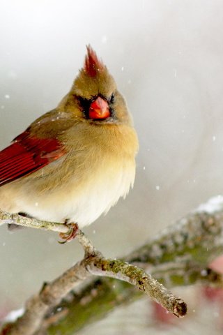 Обои ветка, зима, птица, кардинал, птаха, branch, winter, bird, cardinal разрешение 2048x1365 Загрузить