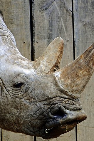 Обои морда, фон, носорог, зоопарк, face, background, rhino, zoo разрешение 1920x1200 Загрузить