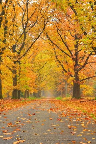 Обои дорога, деревья, пейзаж, парк, осень, осенние листья, road, trees, landscape, park, autumn, autumn leaves разрешение 2800x1824 Загрузить