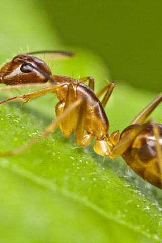 Обои макро, насекомое, лист, муравей, macro, insect, sheet, ant разрешение 3393x2592 Загрузить