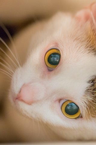 Обои глаза, морда, кошка, взгляд, eyes, face, cat, look разрешение 2048x1365 Загрузить
