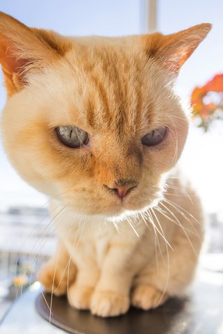 Обои морда, фон, кот, усы, face, background, cat, mustache разрешение 2048x1359 Загрузить
