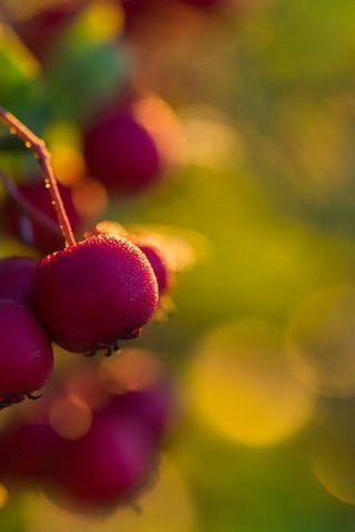 Обои природа, фон, ягода, боярышник, nature, background, berry, hawthorn разрешение 1920x1081 Загрузить