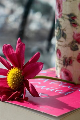 Обои цветок, лепестки, кружка, розовые, чашка, книга, flower, petals, mug, pink, cup, book разрешение 2560x1600 Загрузить