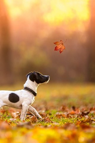 Обои осень, лист, щенок, клен, джек-рассел-терьер, autumn, sheet, puppy, maple, jack russell terrier разрешение 2048x1365 Загрузить