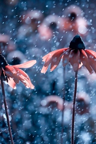 Обои цветы, природа, капли, дождь, рудбекия, flowers, nature, drops, rain, rudbeckia разрешение 2500x1667 Загрузить