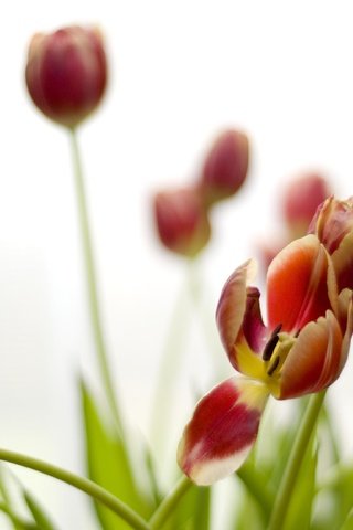 Обои цветы, бутоны, лепестки, весна, тюльпаны, стебли, flowers, buds, petals, spring, tulips, stems разрешение 3872x2592 Загрузить