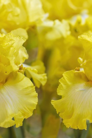 Обои цветы, макро, желтые, ирис, flowers, macro, yellow, iris разрешение 2048x1365 Загрузить
