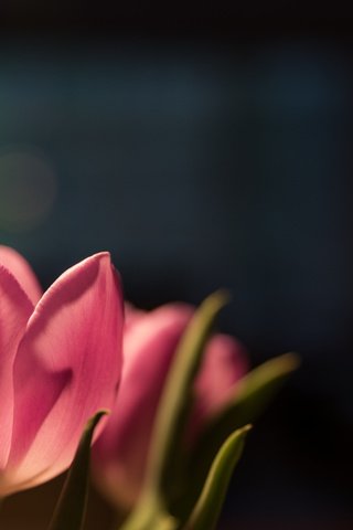 Обои цветы, бутоны, лепестки, весна, тюльпаны, розовые, flowers, buds, petals, spring, tulips, pink разрешение 2048x1473 Загрузить