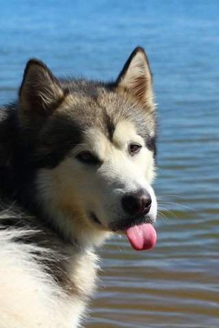 Обои животные, собака, язык, маламут, маломут, animals, dog, language, malamute, malamut разрешение 1920x1280 Загрузить