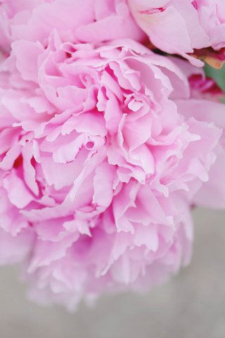 Обои цветок, лепестки, розовые, пион, flower, petals, pink, peony разрешение 3008x2008 Загрузить