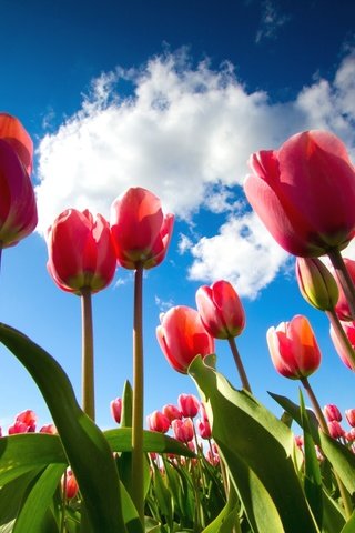 Обои небо, тюльпаны, ракурс, the sky, tulips, view разрешение 2048x1365 Загрузить