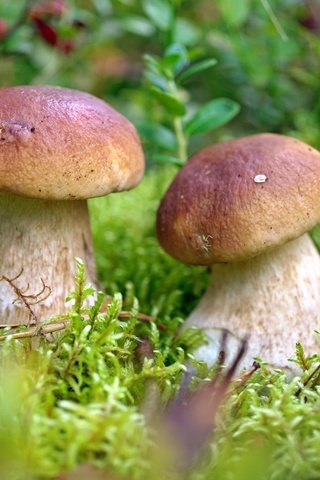 Обои грибы, парочка,  белый гриб, mushrooms, a couple, white mushroom разрешение 2000x1272 Загрузить