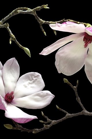 Обои макро, лепестки, магнолия, macro, petals, magnolia разрешение 3350x2185 Загрузить