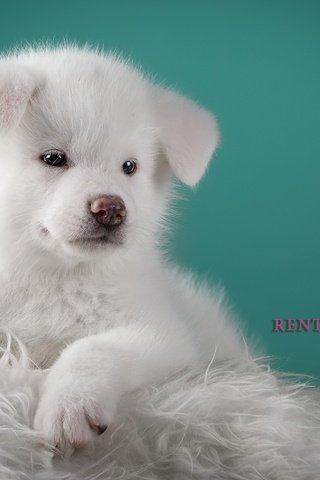 Обои пушистый, белый, щенок, песик, милый, японская акита, fluffy, white, puppy, doggie, cute, japanese akita разрешение 3200x1989 Загрузить