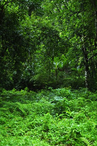 Обои трава, деревья, зелень, лес, тропики, джунгли, grass, trees, greens, forest, tropics, jungle разрешение 3000x2000 Загрузить