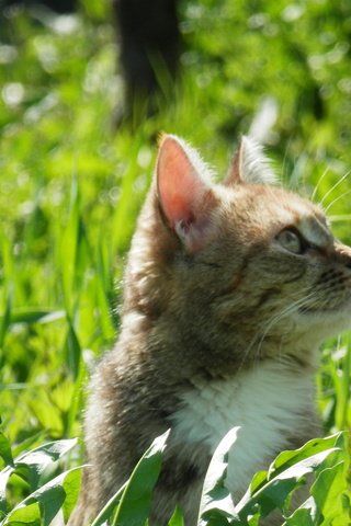 Обои трава, зелень, кот, кошка, весна, весенние, grass, greens, cat, spring разрешение 4288x3216 Загрузить