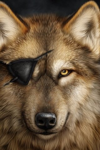 Обои портрет, взгляд, хищник, повязка, волк, одноглазый, portrait, look, predator, headband, wolf, one-eyed разрешение 2000x1419 Загрузить