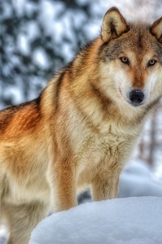 Обои морда, зима, хищник, мех, волк, face, winter, predator, fur, wolf разрешение 2048x1360 Загрузить
