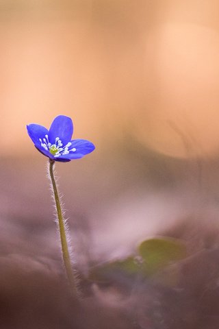 Обои фокус камеры, макро, цветок, лепестки, размытость, синяя, печёночница, anemone hepatica, the focus of the camera, macro, flower, petals, blur, blue, pechenocna разрешение 2048x1367 Загрузить