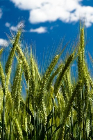 Обои небо, облака, пшеница, колоски, by robin de blanche, clear day, the sky, clouds, wheat, spikelets разрешение 1920x1200 Загрузить